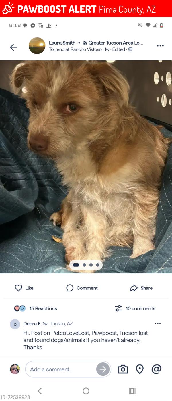 Lost Female Dog last seen Heading Southwest into the neighborhood towards River, Casas Adobes, AZ 85741
