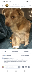 Lost Female Dog last seen Heading Southwest into the neighborhood towards River, Casas Adobes, AZ 85741
