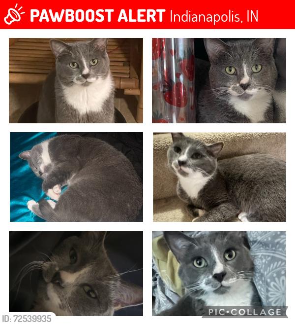 Lost Male Cat last seen Heartland Crossing, Indianapolis, IN 46113