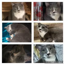 Lost Male Cat last seen Heartland Crossing, Indianapolis, IN 46113