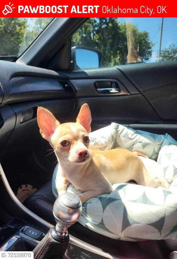 Lost Male Dog last seen Wilshire and Musgrave , Oklahoma City, OK 73114