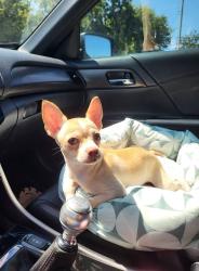 Lost Male Dog last seen Wilshire and Musgrave , Oklahoma City, OK 73114