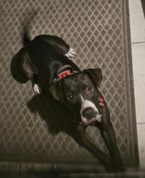 Found/Stray Male Dog last seen S State College Blvd and E Virginia Ave, Anaheim CA, Anaheim, CA 92806