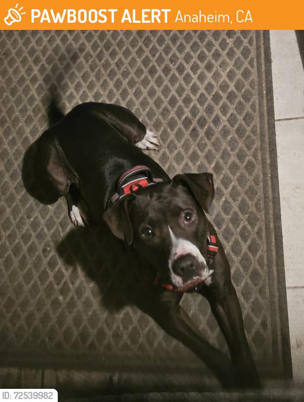Found/Stray Male Dog last seen S State College Blvd and E Virginia Ave, Anaheim CA, Anaheim, CA 92806