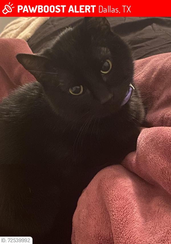 Lost Male Cat last seen Steven’s Park, Dallas, TX 75208