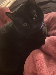 Lost Male Cat last seen Steven’s Park, Dallas, TX 75208