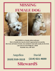 Lost Female Dog last seen Near crest ridge Dr dallas Texas 75228, Dallas, TX 75228