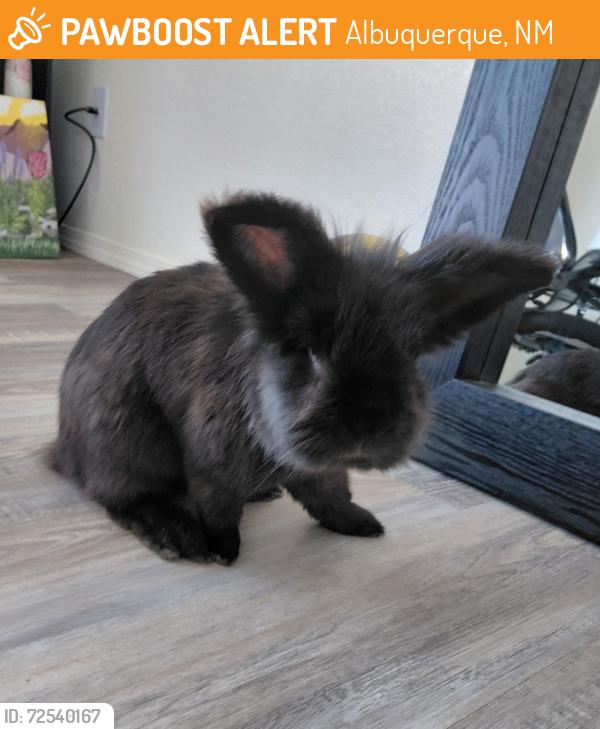 Surrendered Male Rabbit in Albuquerque, NM 87121 (ID: 72540167) | PawBoost