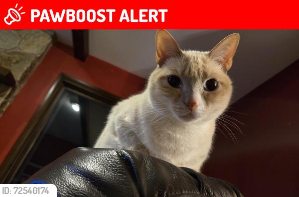 Lost Female Cat last seen Webb Rd and Lafayette Rd in Chadds Ford, West Chester, PA 19382