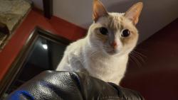 Lost Female Cat last seen Webb Rd and Lafayette Rd in Chadds Ford, West Chester, PA 19382