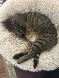 Lost Male Cat last seen 2nd Ave North and Ash, North Myrtle Beach, SC 29582