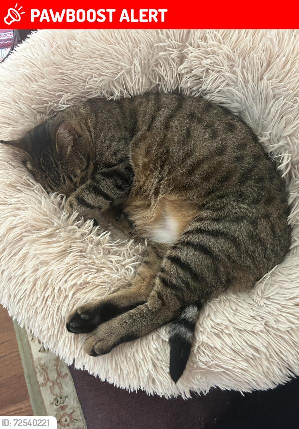 Lost Male Cat last seen 2nd Ave North and Ash, North Myrtle Beach, SC 29582