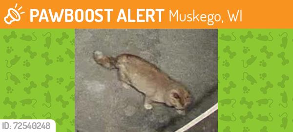Found/Stray Unknown Cat last seen Hemming Way / Sherwood, south of Janesville Rd. , Muskego, WI 53150