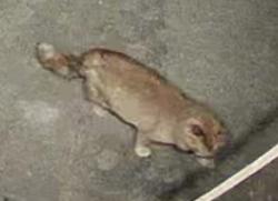 Found/Stray Unknown Cat last seen Hemming Way / Sherwood, south of Janesville Rd. , Muskego, WI 53150