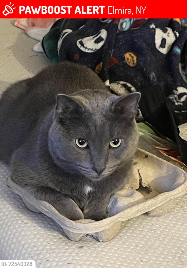 Lost Male Cat last seen Pennsylvania ave near dollar general , Elmira, NY 14904