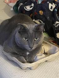 Lost Male Cat last seen Pennsylvania ave near dollar general , Elmira, NY 14904
