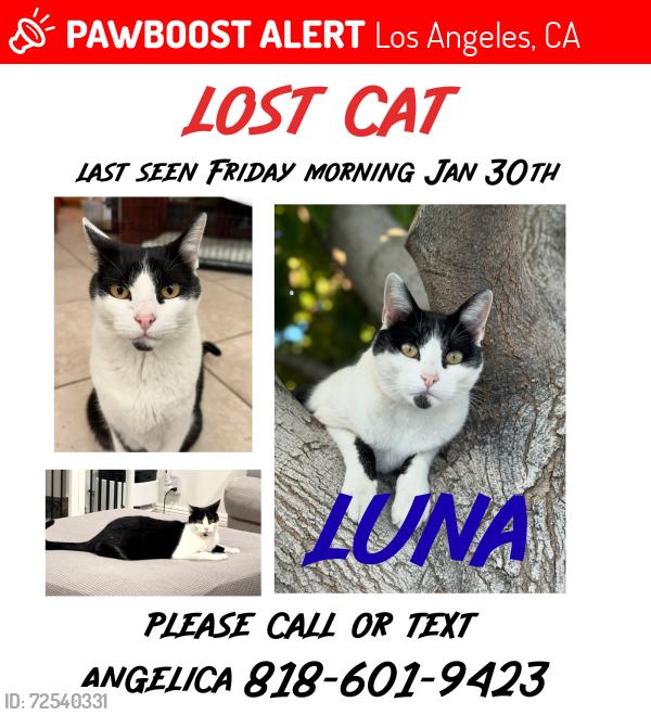 Lost Female Cat last seen Chase and Hatillo , Los Angeles, CA 91306