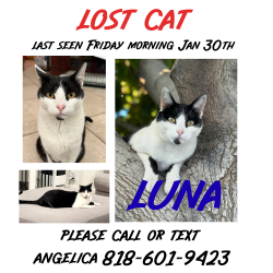 Lost Female Cat last seen Chase and Hatillo , Los Angeles, CA 91306
