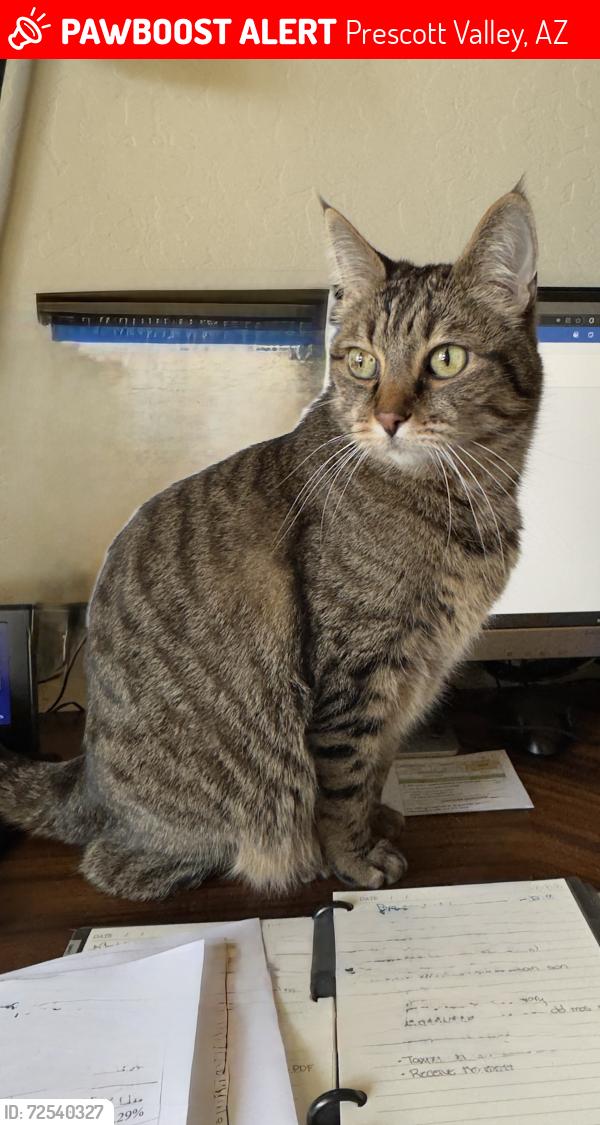 Lost Male Cat last seen Bronco Ln, Prescott Valley, AZ 86314