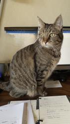 Lost Male Cat last seen Bronco Ln, Prescott Valley, AZ 86314