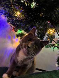 Lost Female Cat last seen Chevron on falk rd and fourth plain , Vancouver, WA 98661