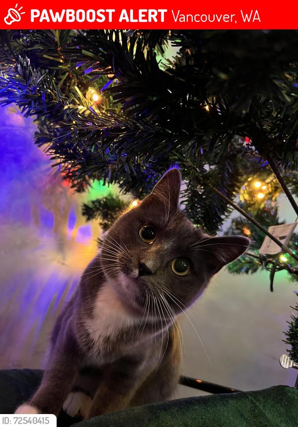 Lost Female Cat last seen Chevron on falk rd and fourth plain , Vancouver, WA 98661