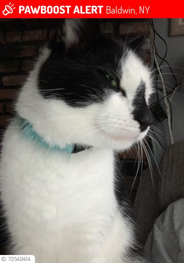 Lost Male Cat last seen Pacific Street and Milburn Avenue, Baldwin, NY 11510