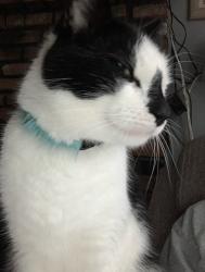 Lost Male Cat last seen Pacific Street and Milburn Avenue, Baldwin, NY 11510