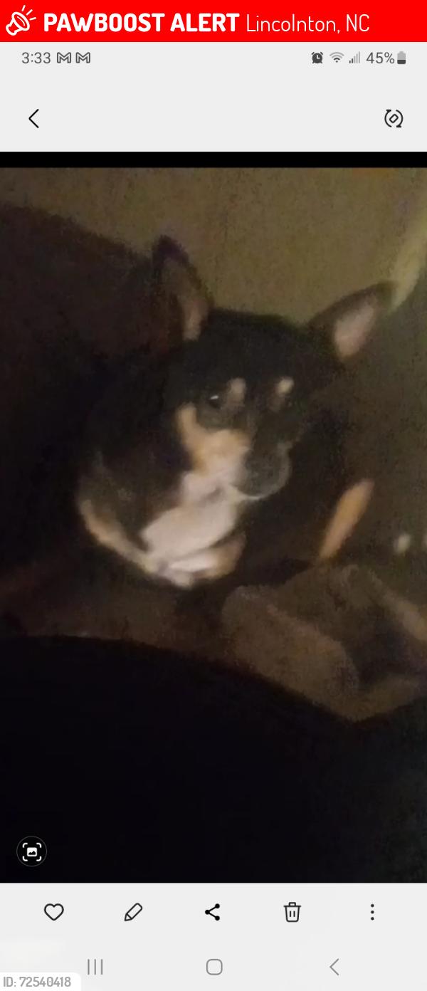 Lost Male Dog last seen Long shoals rd and landers chapel rd, Lincolnton, NC 28092