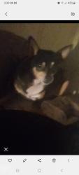 Lost Male Dog last seen Long shoals rd and landers chapel rd, Lincolnton, NC 28092