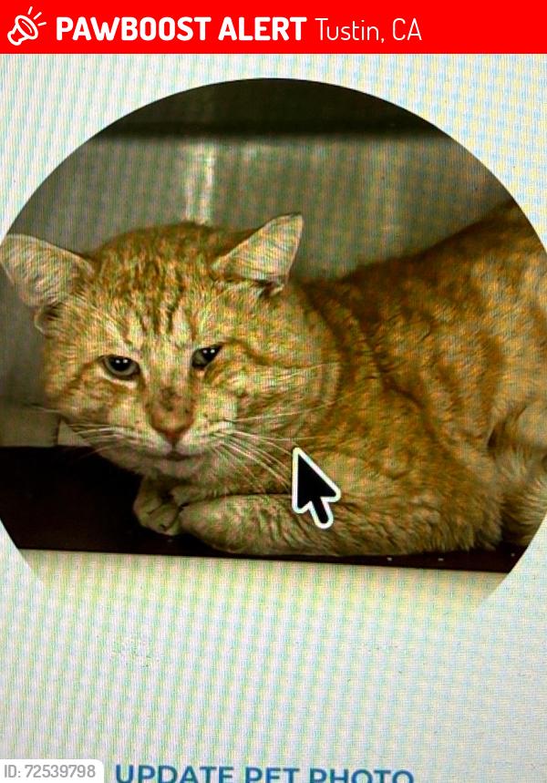 Lost Male Cat last seen Tustin Ranch & Heritage Way, Tustin, CA 92782