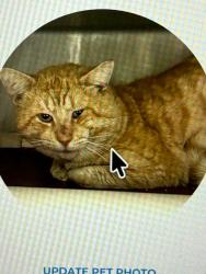 Lost Male Cat last seen Tustin Ranch & Heritage Way, Tustin, CA 92782