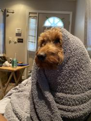 Lost Male Dog last seen Somewhere is kew gardens queensb, Queens, NY 11415