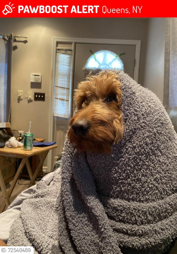 Lost Male Dog last seen Somewhere is kew gardens queensb, Queens, NY 11415