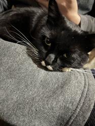 Lost Male Cat last seen Tim Hortons by Drinkwater Road in Duncan, BC, Duncan, BC 
