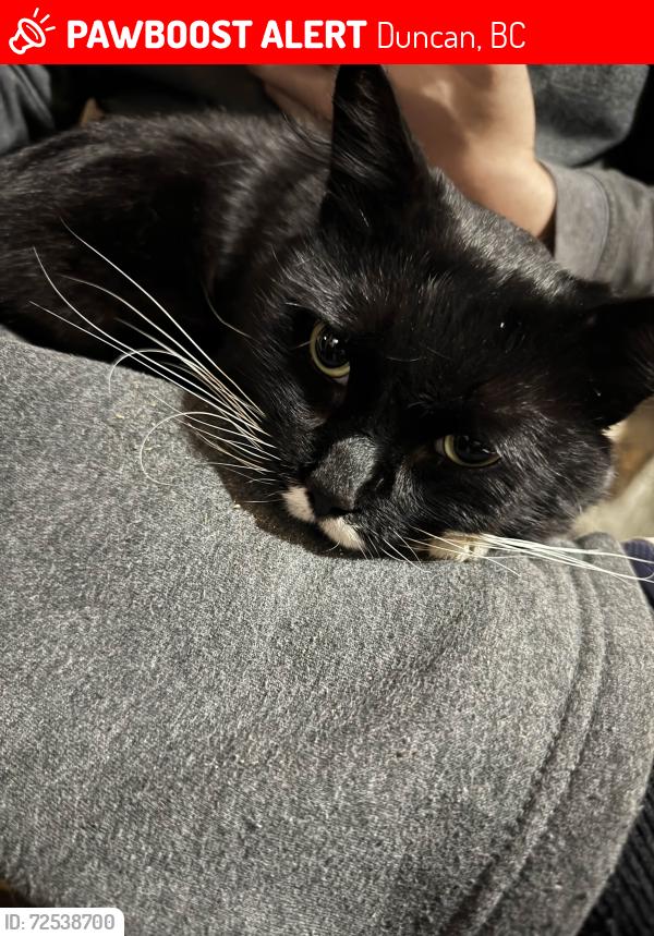 Lost Male Cat last seen Tim Hortons by Drinkwater Road in Duncan, BC, Duncan, BC 