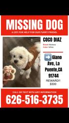 Lost Male Dog last seen La sede and valle blvd., La Puente, CA 91744