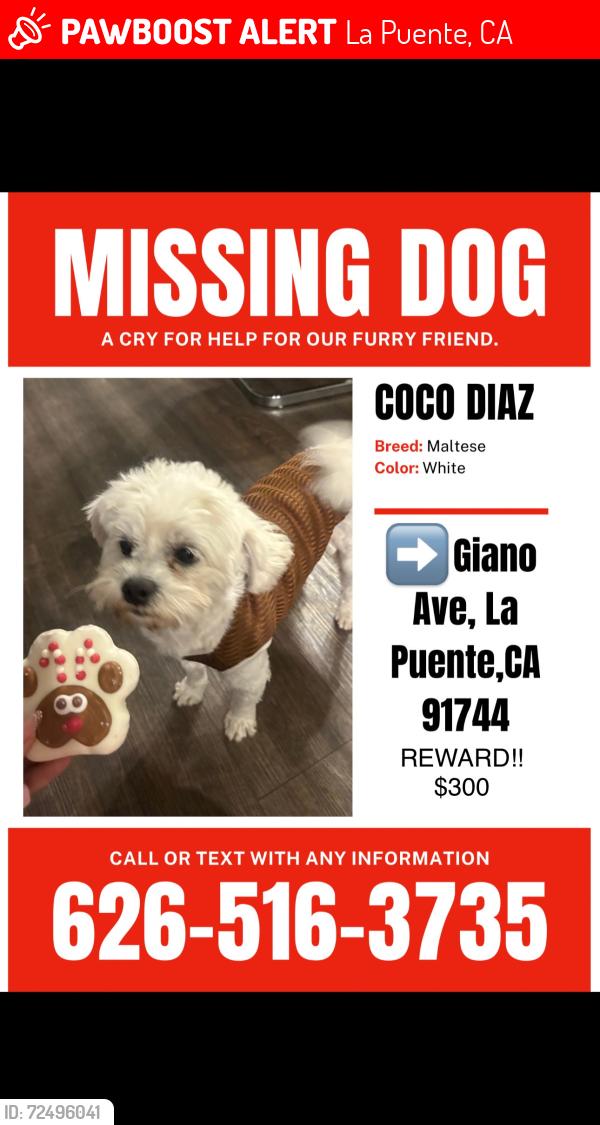 Lost Male Dog last seen La sede and valle blvd., La Puente, CA 91744