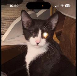 Lost Female Cat last seen Old Lakeland Highway & Richland Road, Zephyrhills, FL 33540
