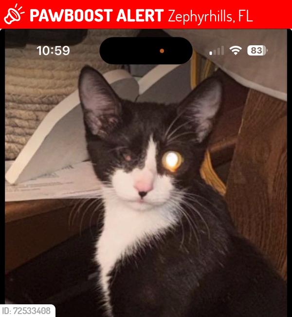 Lost Female Cat last seen Old Lakeland Highway & Richland Road, Zephyrhills, FL 33540