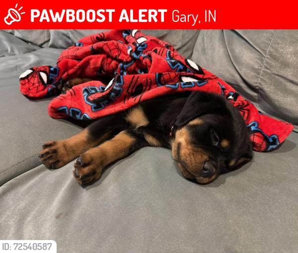 Lost Female Dog last seen 43rd and Harrison , Gary, IN 46408