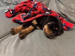 Lost Female Dog last seen 43rd and Harrison , Gary, IN 46408