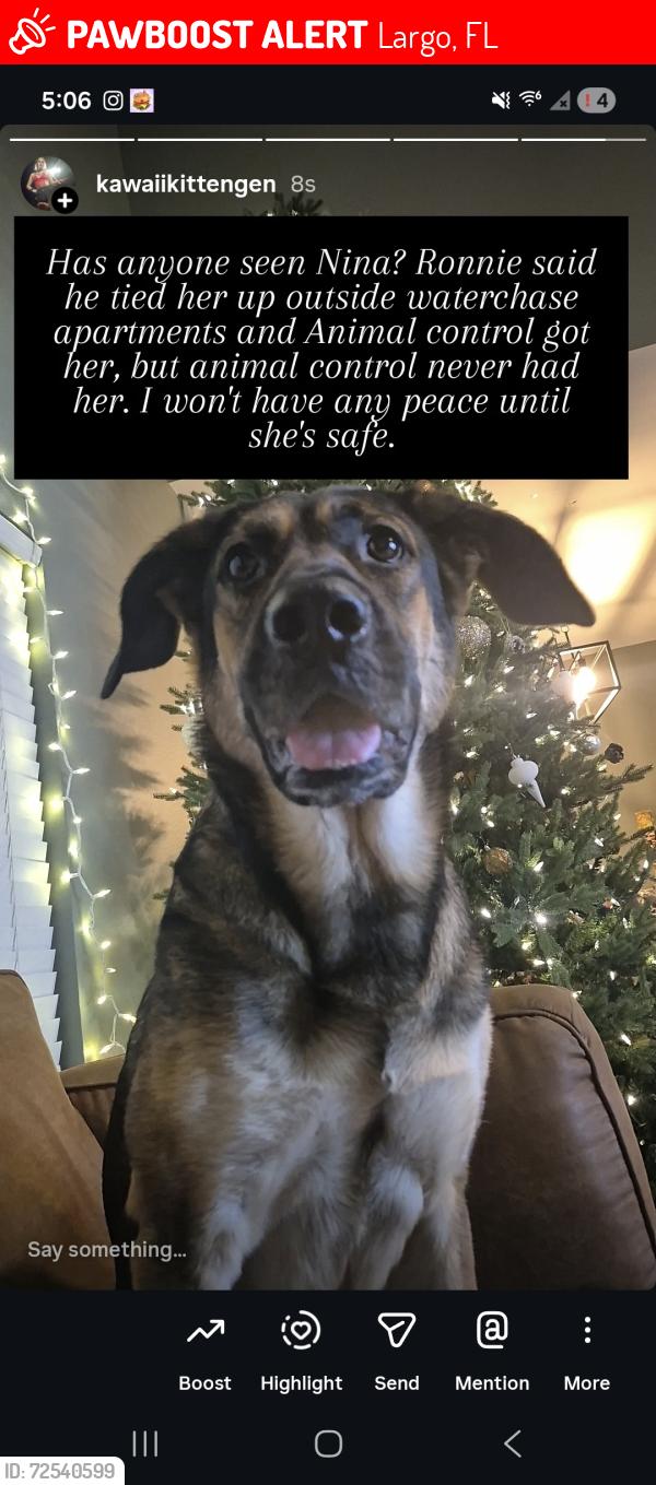Lost Female Dog last seen Rosary St , Largo, FL 33756