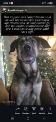 Lost Female Dog last seen Rosary St , Largo, FL 33756