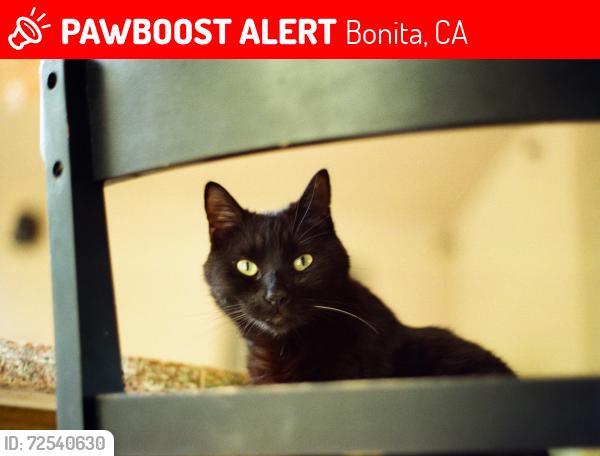 Lost Male Cat last seen Surrey Dr., Bonita, CA 91902