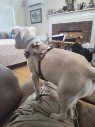 Lost Female Dog last seen dog park, stockbridge  ga, Stockbridge, GA 30281