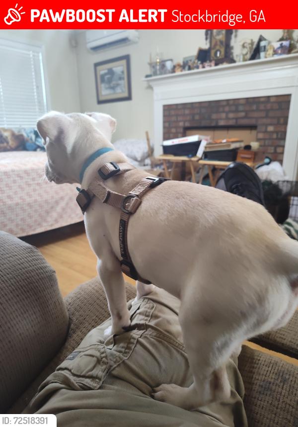 Lost Female Dog last seen dog park, stockbridge  ga, Stockbridge, GA 30281