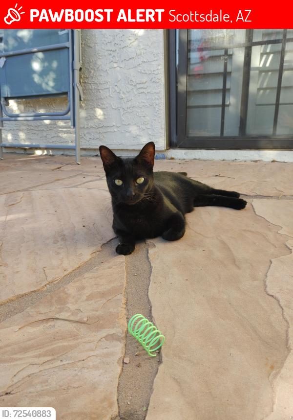 Lost Female Cat last seen 92nd St & Shea Blvd, Scottsdale, AZ 85260