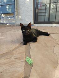 Lost Female Cat last seen 92nd St & Shea Blvd, Scottsdale, AZ 85260