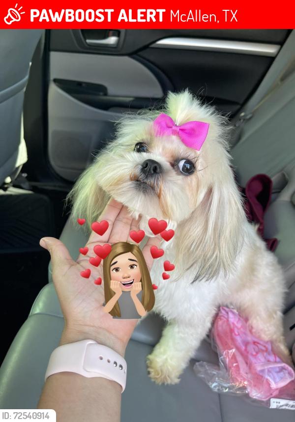 Lost Female Dog last seen Dove y Bicentenial , McAllen, TX 78504